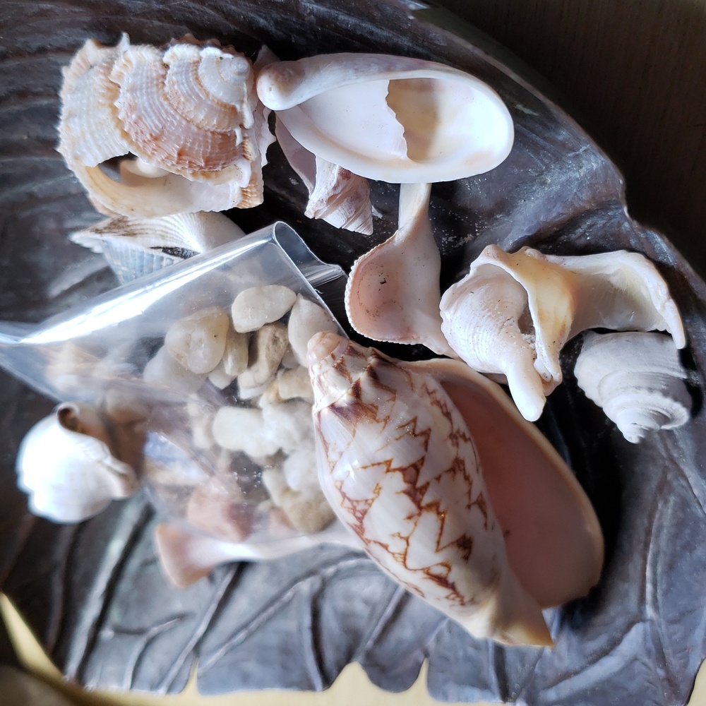 Leaf Tray And Natural Shells - Picture 2 of 4